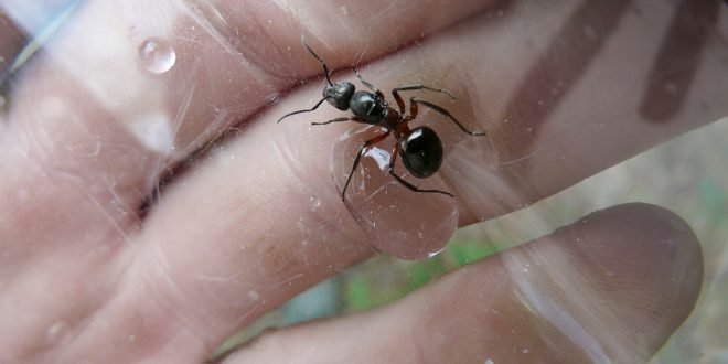 Ovatko muurahaismyrkyt tarpeellisia?